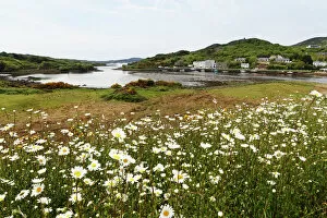 Blossoms Gallery: Clifden Bay, Clifden, Connemara, County Galway, Republic of Ireland, Europe