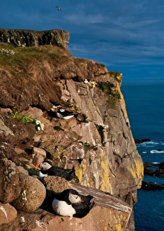 <b class=qtipBold><figcaption>Cliffs are occupied by puffins</figcaption></b><br>Cliffs are occupied by puffins northern gannets guillemots and razorbills.<br><em>© Jon and Tina Reid</em> Cliffs are occupied by puffins