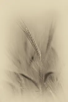 <b class=qtipBold><figcaption>Close up of Barley</figcaption></b><br>A close up photograph of barley in an English field in summer. The photograph has been converted to an antique monochrome colour palette to give a traditional look and feel to the photo.<br><em>© © Simon Gakhar</em> Close up of Barley