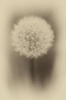 <b class=qtipBold><figcaption>Close up of Dandelion</figcaption></b><br>A close up photograph of a Dandelion with antique effect<br><em>© © Simon Gakhar</em> Close up of Dandelion