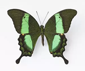 Images Dated 29th December 2008: Close up of Emerald Swallowtail butterfly