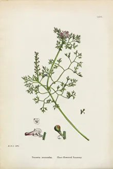 Close-flowered Fumitory, Fumaria micrantha, Victorian Botanical Illustration, 1863 Close-flowered Fumitory, Fumaria micrantha, Victorian Botanical Illustration, 1863