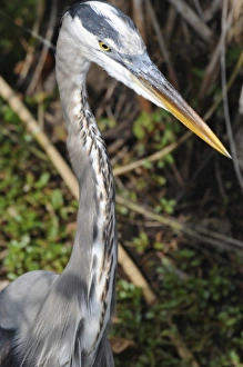 Close up of great blue heron, Ardea herodias. Everglades National Park, Florida, USA Close up of great blue heron, Ardea herodias. Everglades National Park, Florida, USA