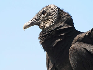 Close up of head of black vulture, Coragyps atratus. Everglades National Park, Florida, USA Close up of head of black vulture, Coragyps atratus. Everglades National Park, Florida, USA