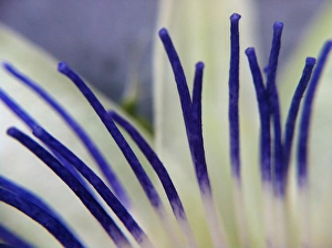 <b class=qtipBold><figcaption>Lily</figcaption></b><br>Close up of lily.<br><em>© angelacollier2015</em> Lily