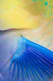 <b class=qtipBold><figcaption>Close up of parrot fish fin</figcaption></b><br>Close up of parrot fish fin.<br><em>© Andrey Narchuk</em> Close up of parrot fish fin