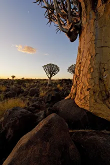 Close up photo of a Quiver Tree (Kokerboom) in the Quiver Tree Forest, Keetmanshoop, Namibia Close up photo of a Quiver Tree (Kokerboom) in the Quiver Tree Forest, Keetmanshoop, Namibia