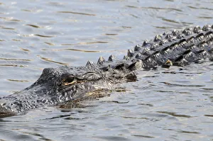 Close up of swimming American alligator, Alligator mississippiensis. Everglades Nationa Park, Florida, USA Close up of swimming American alligator, Alligator mississippiensis. Everglades Nationa Park, Florida, USA