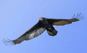 Close Up of Turkey Vulture in Elegant Flight Against Clear Blue Sky Close Up of Turkey Vulture in Elegant Flight Against Clear Blue Sky