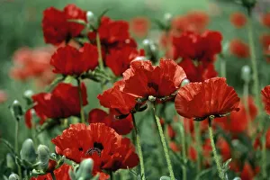 Close-Up of Bright Red Poppy Flowers in a Field Close-Up of Bright Red Poppy Flowers in a Field