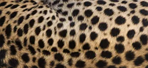 Close-up of cheetah spots on the animals hide in Serengeti National Park, Tanzania Close-up of cheetah spots on the animals hide in Serengeti National Park, Tanzania