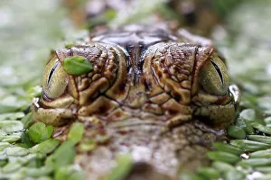 Images Dated 3rd January 2016: Close-up of a crocodiles eyes