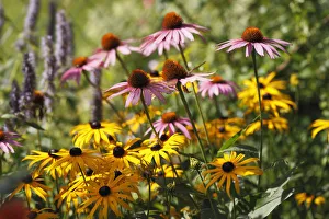 Close-up of Eastern Purple coneflowers (Echinacea purpurea) flowering, Geretsried Close-up of Eastern Purple coneflowers (Echinacea purpurea) flowering, Geretsried