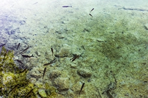 Close-Up Of Fishes In Transparent Water (Lake) In Plitvice Lakes National Park, Croatia Close-Up Of Fishes In Transparent Water (Lake) In Plitvice Lakes National Park, Croatia