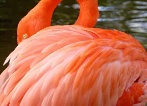 Related Images Gallery: Close-Up of a Flamingo