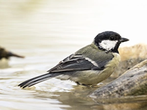 Close-Up Of Great Tit, (Parus major), Species (Paridae), Bathing inside a water puddle Close-Up Of Great Tit, (Parus major), Species (Paridae), Bathing inside a water puddle