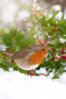 Close-up image of a European Robin garden bird in the snow Close-up image of a European Robin garden bird in the snow