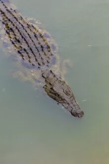 Close-up of Nile crocodile (Crocodylus niloticus) swimming in a pond on a Crocodile farm in the Western Cape Province