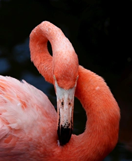 Close-up of a preening pink Flamingo showing its flexible long neck make a figure 8 Close-up of a preening pink Flamingo showing its flexible long neck make a figure 8