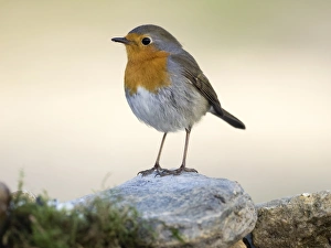 Close-Up Of Robin (Erithacus rubecula) , standing on a stone . Spain, Europe Close-Up Of Robin (Erithacus rubecula) , standing on a stone . Spain, Europe
