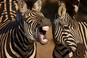 iSimangaliso Wetland Park Collection: A close-up of a Zebra showing its teeth, Isimangaliso, Kwazulu-Natal, South Africa