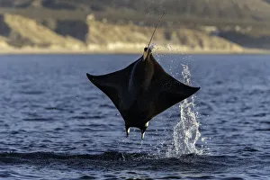 Close up view of a Munk's devil ray(mobula munkiana) breaching in the early morning Close up view of a Munk's devil ray(mobula munkiana) breaching in the early morning