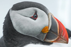 <b class=qtipBold><figcaption>Close up view of a puffin face</figcaption></b> Close up view of a puffin face