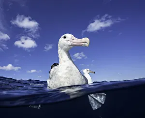 Close up of a wandering albatross floating on the waters surface, North Island Close up of a wandering albatross floating on the waters surface, North Island