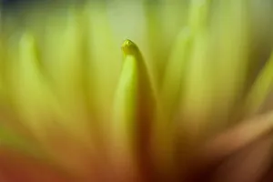 Close up of Yellow and Orange Chrysanthemum Flower Close up of Yellow and Orange Chrysanthemum Flower