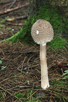 Closed Parasol Mushroom (Macrolepiota procera), Allgaeu, Bavaria, Germany, Europe Closed Parasol Mushroom (Macrolepiota procera), Allgaeu, Bavaria, Germany, Europe