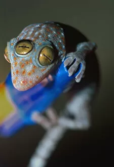 Images Dated 10th January 2005: Closeup of gecko with three eyes