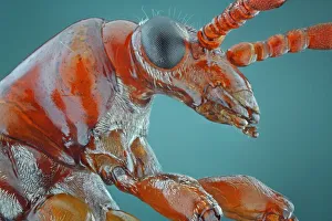 <b class=qtipBold><figcaption>Closeup of Orange Leaf Beetle</figcaption></b><br>Insects On Earth, 486530711<br><em>© Donald Jusa</em> Closeup of Orange Leaf Beetle