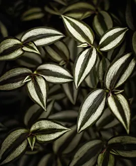 Images Dated 20th April 2011: Closeup of Tradescantia zebrina
