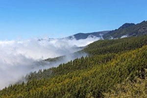 Cloud-hung forest in the Parque Nacional de las Canadas del Teide, Teide National Park Cloud-hung forest in the Parque Nacional de las Canadas del Teide, Teide National Park