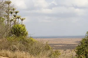 Cloud, Kruger National Park, Landscape, Lebombo Knobthorn-Marula Bushveld, Mpumalanga Province Cloud, Kruger National Park, Landscape, Lebombo Knobthorn-Marula Bushveld, Mpumalanga Province