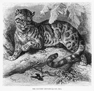 Clouded leopard engraving 1894