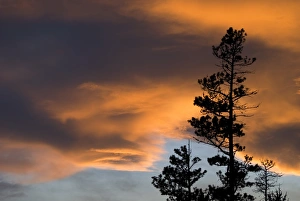 <b class=qtipBold><figcaption>Cloudy sky at sunset with trees</figcaption></b><br><em>© (C) 2008 Philippe Widling / Design Pics</em> Cloudy sky at sunset with trees
