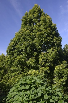 Clove Tree -Syzygium aromaticum-, Bali, Indonesia Clove Tree -Syzygium aromaticum-, Bali, Indonesia