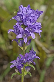 Clustered bellflower or Danes blood -Campanula glomerata-, inflorescence, Neresheim Clustered bellflower or Danes blood -Campanula glomerata-, inflorescence, Neresheim