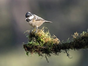 Coal Tit (Periparus ater), adult , standing on a branch of tree with lichens Coal Tit (Periparus ater), adult , standing on a branch of tree with lichens