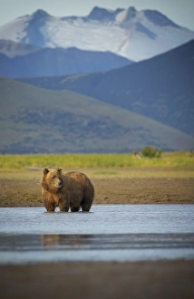 <b class=qtipBold><figcaption>Coastal Brown Bear</figcaption></b><br>A coastal brown bear in Katmai National Park and Preserve, Alaska.<br><em>© This content is subject to copyright.</em> Coastal Brown Bear