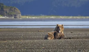 <b class=qtipBold><figcaption>Coastal Brown Bears</figcaption></b><br>A pair of coastal brown bears relax in Katmai National Park and Preserve, Alaska.<br><em>© 2015 Hanna Glafke</em> Coastal Brown Bears