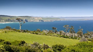 Coastline with pasture land and Kanuka trees -Kunzea ericoides-, Catlins, South Island Coastline with pasture land and Kanuka trees -Kunzea ericoides-, Catlins, South Island