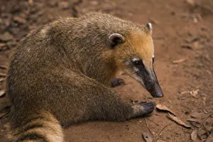 Coati on Iguazu Falls National Park, Argentina Coati on Iguazu Falls National Park, Argentina