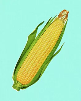 Healthy Eating Gallery: Cob of Corn