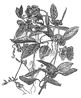 Cobaea scandens (cup-and-saucer vine, cathedral bells, Mexican ivy, monastery bells) Cobaea scandens (cup-and-saucer vine, cathedral bells, Mexican ivy, monastery bells)