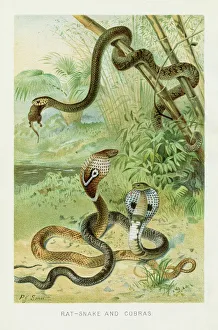 <b class=qtipBold><figcaption>Cobra snake chromolithograph 1896</figcaption></b><br>The Royal Natural History by Richard Lydekker, London - Frederick Warne & Co and New York 1896<br><em>© © 2014 Roberto Adrian Photography</em> Cobra snake chromolithograph 1896