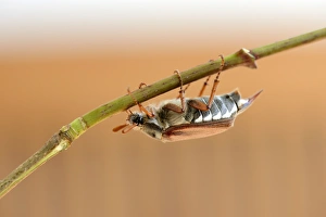 <b class=qtipBold><figcaption>Cockcafer -Melolontha melolontha-</figcaption></b><br><em>© This content is subject to copyright.</em> Cockcafer -Melolontha melolontha-