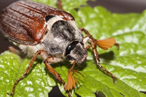 Cockchafer or May Bug -Melolontha melolontha- on a mint leaf Cockchafer or May Bug -Melolontha melolontha- on a mint leaf