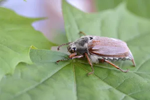 <b class=qtipBold><figcaption>Cockchafer -Melolontha melolontha-</figcaption></b><br><em>© This content is subject to copyright.</em> Cockchafer -Melolontha melolontha-